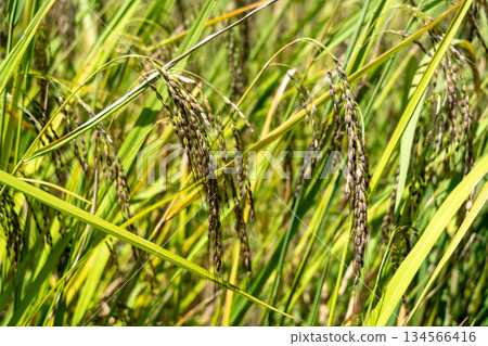 Close-up of rice plants in Toraja, Sulawesi, Indonesia Close-up of rice plants in Toraja, Sulawesi, Indonesia 134566416