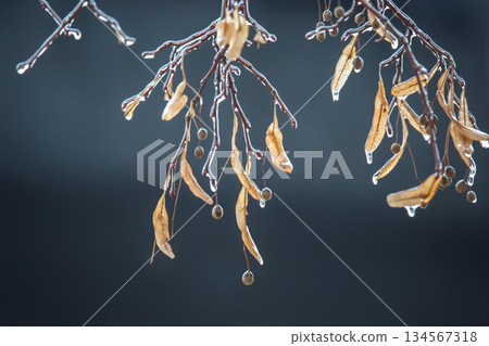 Icicles on icy tree branches. temperature swing season and winter weather in autumn Icicles on icy tree branches. temperature swing season and winter weather in autumn 134567318