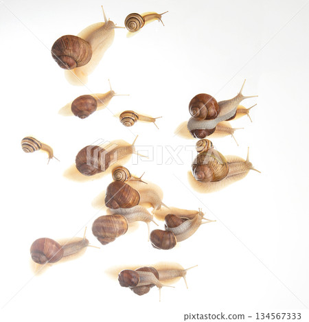 snails crawl in a group on a white background. Animal world in nature. 134567333