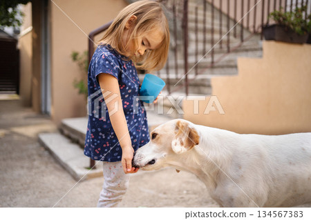 Little girl feeds a dog in a cozy courtyard during sunny afternoon Little girl feeds a dog in a cozy courtyard during sunny afternoon 134567383