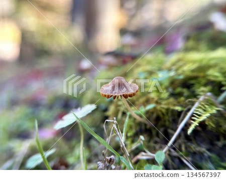 Close-up of mushrooms growing on moss 134567397