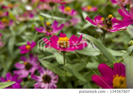 Zinnia from a side angle 134567807