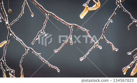 Icicles on icy tree branches. temperature swing season and winter weather in autumn Icicles on icy tree branches. temperature swing season and winter weather in autumn 134567823