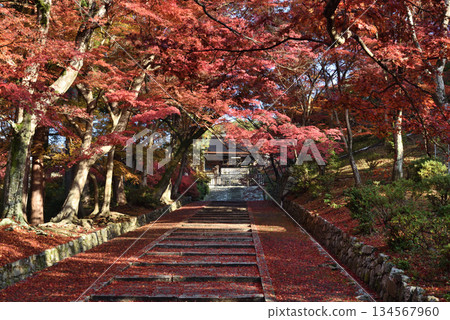 毘沙門堂：藥師門被楓樹環繞（京都市山科區） 134567960