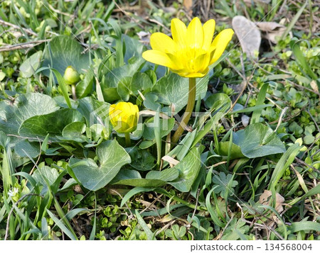 Yellow flowers of the lesser celandine bloom in a meadow in spring. The small inflorescence of spring ficaria is a herbaceous plant in the meadow. The spring buttercup Ranunculus ficaria in the wild. 134568004