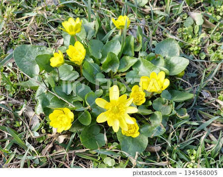 Yellow flowers of the lesser celandine bloom in a meadow in spring. The small inflorescence of the spring ficaria is a herbaceous plant in meadow. The spring buttercup Ranunculus ficaria in the wild. 134568005