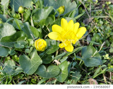 Yellow flowers of the lesser celandine bloom in a meadow in spring. The small inflorescence of the spring ficaria is a herbaceous plant in the meadow. The spring buttercup Ranunculus ficaria in wild. 134568007