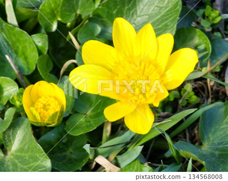 Yellow flowers of the lesser celandine bloom in meadow in spring. The small inflorescence of the spring ficaria is a herbaceous plant in the meadow. spring buttercup Ranunculus ficaria in the wild. 134568008