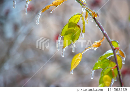 Icicles on icy branches and green leaves of trees. season of temperature Icicles on icy branches and green leaves of trees. season of temperature 134568289
