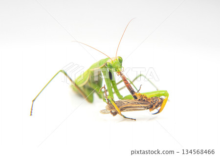 praying mantis eats a grasshopper close-up on a white background 134568466
