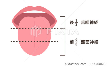 控制味覺的神經示意圖 134568610
