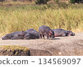 Hippos resting ashore in the Serengeti 134569097