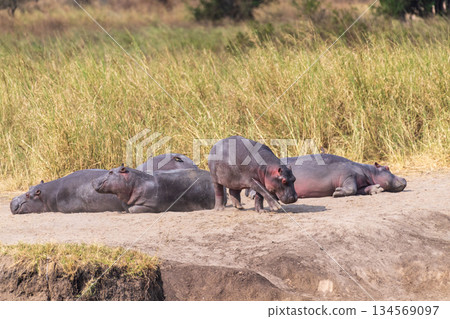 Hippos resting ashore in the Serengeti 134569097