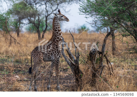 Masai Giraffe in the Serengeti Masai Giraffe in the Serengeti 134569098