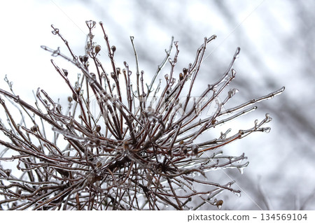 Icicles on icy tree branches. temperature swing season and winter weather in autumn 134569104