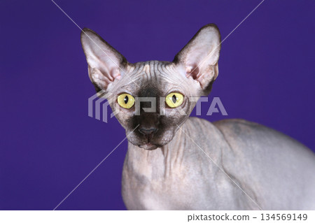 A striking hairless Sphynx cat with vivid yellow eyes gazes forward against A striking hairless Sphynx cat with vivid yellow eyes gazes forward against 134569149