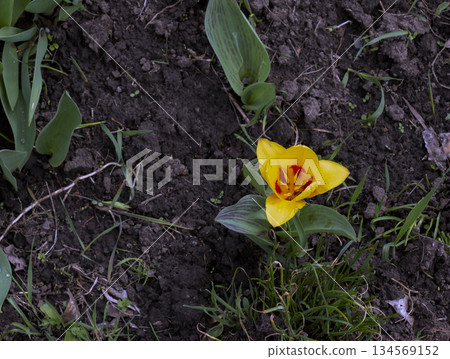 Tulipa Kolpakowskiana blooms in early spring with yellow petals spotted with red. 134569152