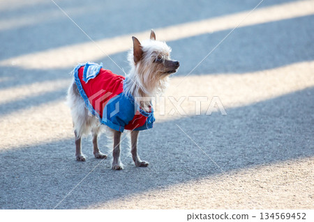 small dog in fashionable clothes walks along the city street small dog in fashionable clothes walks along the city street 134569452