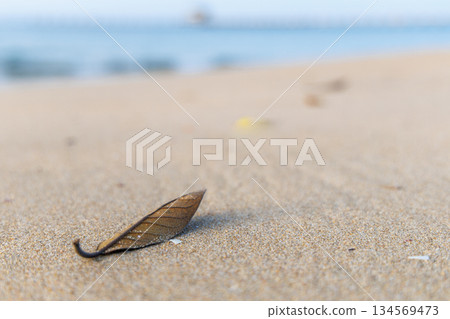 Dead leaves on the beach 134569473