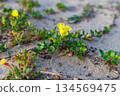 Evening primrose growing low and creeping on the sandy beach 134569475