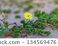 Evening primrose growing low and creeping on the sandy beach 134569476