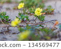 Evening primrose growing low and creeping on the sandy beach 134569477