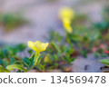 Evening primrose growing low and creeping on the sandy beach 134569478
