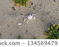 Crab shell found on the beach 134569479