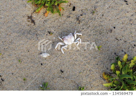 Crab shell found on the beach Crab shell found on the beach 134569479