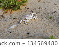 Crab shell found on the beach 134569480