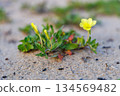 Evening primrose growing low and creeping on the sandy beach 134569482