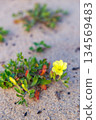 Evening primrose growing low and creeping on the sandy beach 134569483