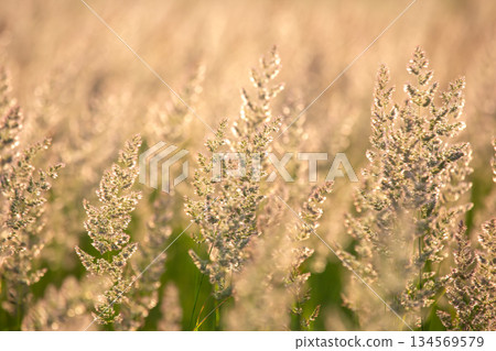 Soft sunlight illuminates golden grass in a serene field during late afternoon hours 134569579