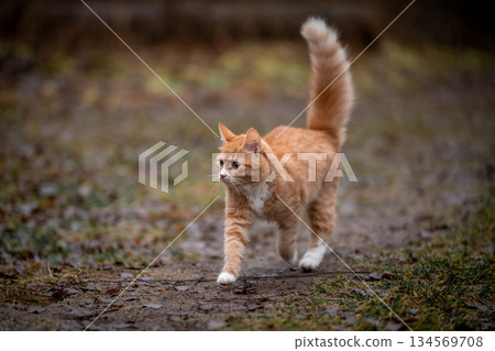 A luxurious red kitten in the middle of a dark autumn forest. A beautiful animal in nature. A luxurious red kitten in the middle of a dark autumn forest. A beautiful animal in nature. 134569708