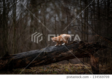 A luxurious red kitten in the middle of a dark autumn forest. A beautiful animal in nature. 134569709