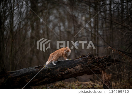 A luxurious red kitten in the middle of a dark autumn forest. A beautiful animal in nature. 134569710