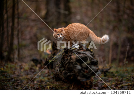 A luxurious red kitten in the middle of a dark autumn forest. A beautiful animal in nature. 134569711