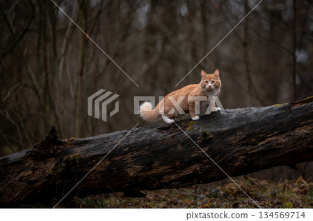 A luxurious red kitten in the middle of a dark autumn forest. A beautiful animal in nature. 134569714