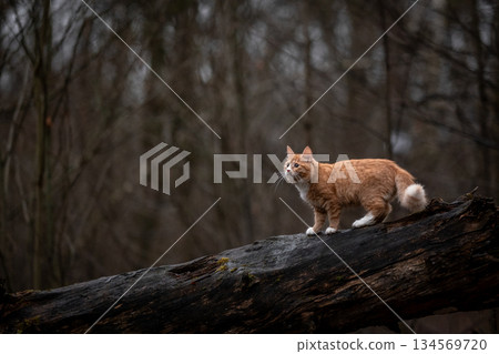 A luxurious red kitten in the middle of a dark autumn forest. A beautiful animal in nature. 134569720