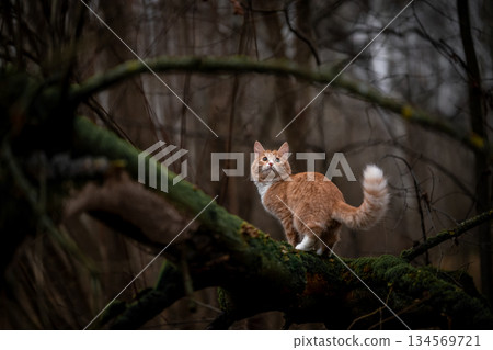 A luxurious red kitten in the middle of a dark autumn forest. A beautiful animal in nature. 134569721