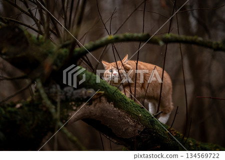 A luxurious red kitten in the middle of a dark autumn forest. A beautiful animal in nature. A luxurious red kitten in the middle of a dark autumn forest. A beautiful animal in nature. 134569722