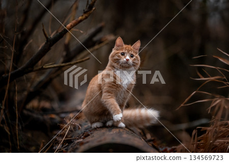 A luxurious red kitten in the middle of a dark autumn forest. A beautiful animal in nature. 134569723
