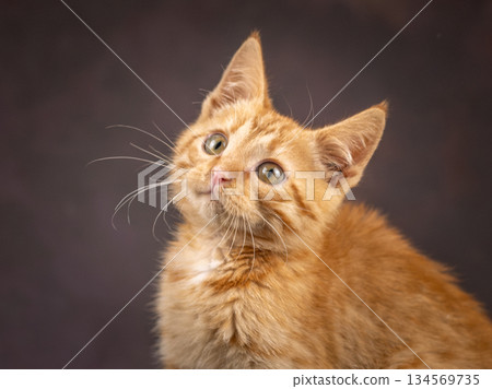Portrait of a ginger kitten on a brown background. Studio shooting. Portrait of a ginger kitten on a brown background. Studio shooting. 134569735