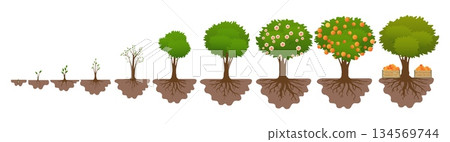 Tree growth cycle 134569744