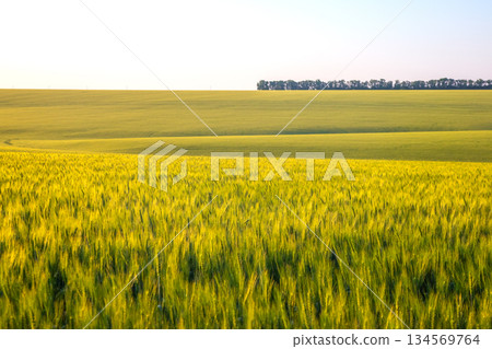 Golden wheat field stretches across the horizon under clear blue sky in sunny weather 134569764