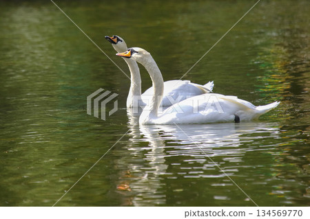 Swans swim gracefully on a tranquil lake surrounded by lush greenery at midday 134569770