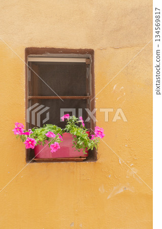 Cozy window with flowers on yellow wall. Minimal European facade detail 134569817