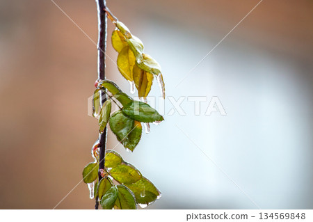 Icicles glisten on green and yellow leaves during a winter frost in a quiet neighborhood Icicles glisten on green and yellow leaves during a winter frost in a quiet neighborhood 134569848