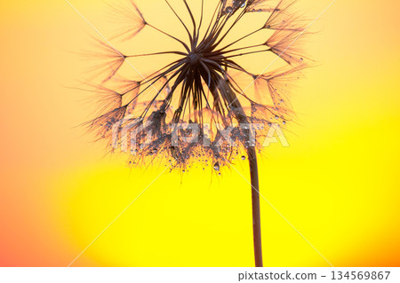 Close-up of a dandelion puff illuminated by sunset colors in a serene outdoor environment Close-up of a dandelion puff illuminated by sunset colors in a serene outdoor environment 134569867