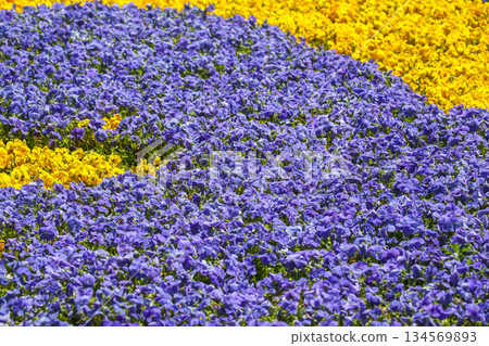 Vibrant floral display featuring purple and yellow flowers in springtime garden 134569893